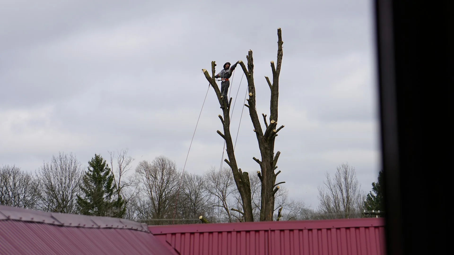 Tree Trimming in a residential setting